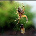 Pavouk a jeho oběť(d)