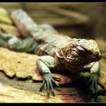 Iguana