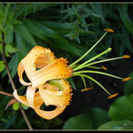 Zamocka zahrada v Ledniciach