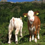 Bezstarostný život