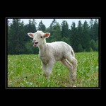 ..:: volání divočiny ::..