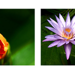 botanické detaily