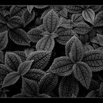 jeden vedle druhého se tlačí...