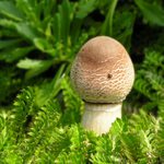 Bedle (tuším červenajicí)