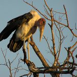 Marabu