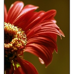 Gerbera