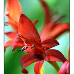 Červená kvítka ...