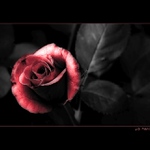 ..:: rosE ::..