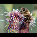 Těžký život dělnice