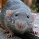 Z potkaniho srazu :)