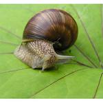 <b> Šnečku,šnečku vystrč řůžky :)