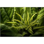 Slunečnice ... bude...