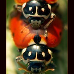 <b><h6>** Na vrcholu **</b></h6>