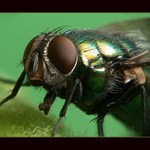 ** Muška jenom zlatá **