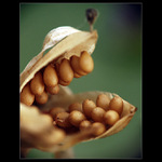 ooooo__semínka__ooooo