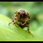 dobré ráno vietname