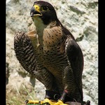 Antonio je mi vedro !