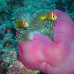 Hledá ještě někdo NEMA?