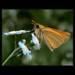 <b>...ZA SOUMRAKU...<hR></b>(Soumračník neznámo jaký...)<br><b>