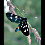 <b>KRASAVEC<hR></b>(Běloskvrnáč pampeliškový)<br><b>