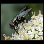 ...MUŠKA JENOM...(...nedělní odpoledne...)