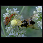 <b>O ŽIVOTĚ A SMRTI</b><hr>(pro Lenku Valentovou:-)<br><b>