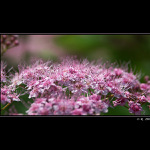 Růžové snění...