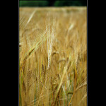 ...obilovka běžná...