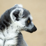 Tak Vám koukám cose děje.....