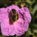 Společná snídaně