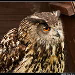 Bubo Bubo