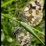 °°°°ZRCADLENÍ°°°°