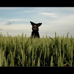 Uši radostně levitující nad ještě zelenými klasy