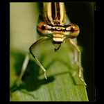 Platycnemis pennipes