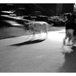 Čakanie na trolejbus