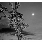 Trolejbus odisiel, zostal len mesiac