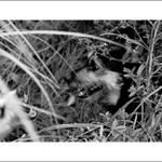 Podvecer v krikoch 2