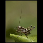 tady orel, tady orel ... přepínám