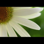 ...white...