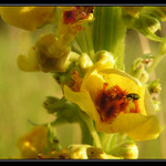 ... brouček divizník