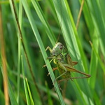 co se děje v trávě...