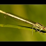 Šidélko brvonohé (Platycnemis pennipes)