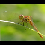 vážka obecná (Sympetrum vulgatum)