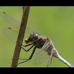 ...enjoy your meal...