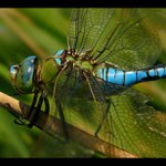 Anax imperator