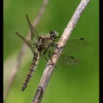 vážka černořitná (Orthetrum cancellatum)