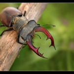 Roháčik obyčajný