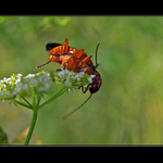 Páteříčkovský páření