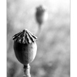 = Boudo, budko ... =