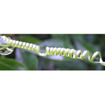 = Telefon do přírody =